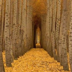 Meet your Posher, April